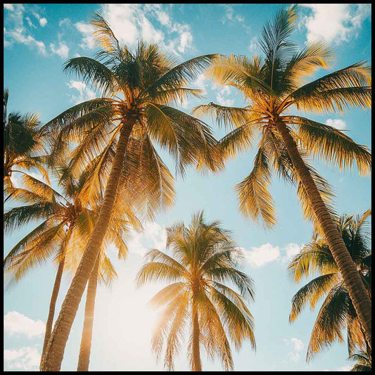 WanderNest's Caribbean travel photo featuring tall tropical palm trees with golden sunlight filtering through the fronds against a bright blue sky. A serene, nature-inspired beach scene perfect for coastal, boho, or summer-themed decor. High-resolution printable digital wall art designed to bring a warm, tropical vibe to any space—ideal for beach houses, vacation rentals, living rooms, bedrooms, or kitchens. Instant download for easy home decor refresh with a sunny, vacation-style, relaxation aesthetic.